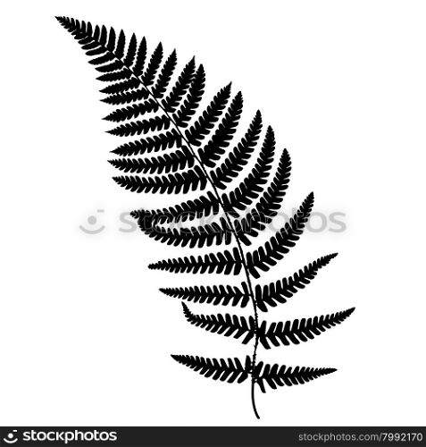 Fern frond black silhouette.. Fern frond black silhouette. Vector illustration. Forest concept.