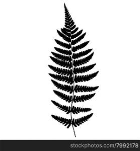 Fern frond black silhouette.. Fern frond black silhouette. Vector illustration. Forest concept.