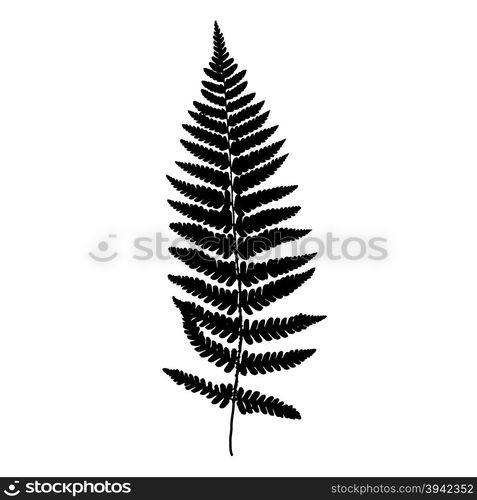 Fern frond black silhouette. Vector illustration. Forest concept.