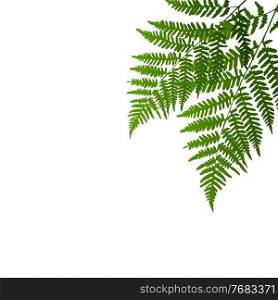 Fern leaf silhouette background on white background. Vector Illustration EPS10. Fern leaf silhouette background on white background. Vector Illustration