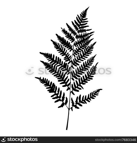 Fern leaf silhouette on white background. Vector Illustration EPS10. Fern leaf silhouette on white background. Vector Illustration