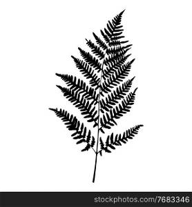 Fern leaf silhouette on white background. Vector Illustration EPS10. Fern leaf silhouette on white background. Vector Illustration