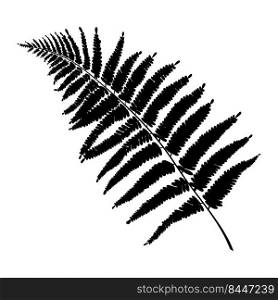 Fern leaf silhouette or print. Botanical drawing of taiga or jungle grass.