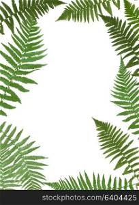 Fern Leaf Vector Background Illustration EPS10. Fern Leaf Vector Background Illustration