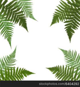 Fern Leaf Vector Background with White Frame Illustration EPS10. Fern Leaf Vector Background with White Frame Illustration