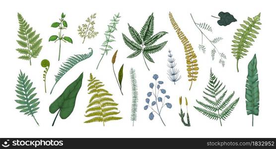 Fern leaves. Hand drawn sketch of forest foliage. Isolated plant bourgeons and sprouts. Green bracken or horsetail fronds. Vintage botanical collection graphic template. Vector flora elements set. Fern leaves. Hand drawn sketch of forest foliage. Plant bourgeons and sprouts. Bracken or horsetail fronds. Vintage botanical collection graphic template. Vector flora elements set