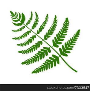 Fern plant big green leaf, filicales brunch closeup, foliage of maidenhair fern, natural plant and decoration vector illustration isolated on white. Fern Plant Big Green Leaf Vector Illustration