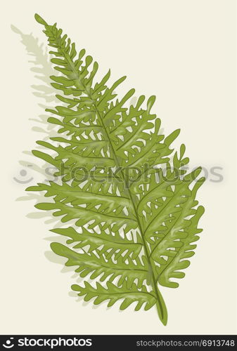 fern vector illustrtion on biedge background