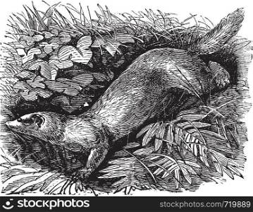 Ferret or Mustela putorius furo, vintage engraving. Old engraved illustration of Ferret, running in the meadow.