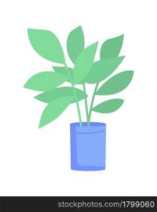 Ficus elastica plant in blue pot semi flat color vector object. Full sized item on white. Rubber tree houseplant isolated modern cartoon style illustration for graphic design and animation. Ficus elastica plant in blue pot semi flat color vector object