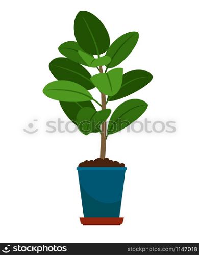 Ficus house plant in flower pot, vector icon on white backgrund. Ficus house plant in flower pot