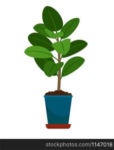 Ficus house plant in flower pot, vector icon on white backgrund. Ficus house plant in flower pot