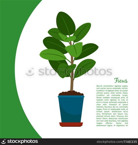 Ficus indoor plant in pot banner template, vector illustration. Ficus plant in pot banner