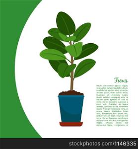Ficus indoor plant in pot banner template, vector illustration. Ficus plant in pot banner