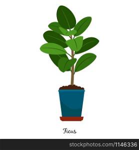 Ficus plant in pot isolated on the white background, vector illustration. Ficus plant in pot