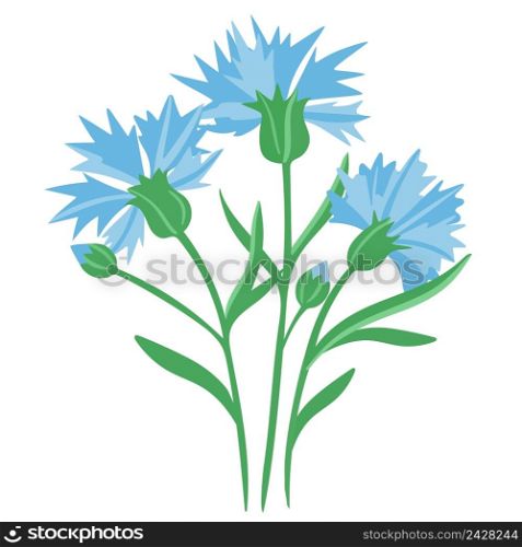 Field cornflowers vector illustration. Small blue flowers with green leaves. Bouquet of wildflowers isolated object