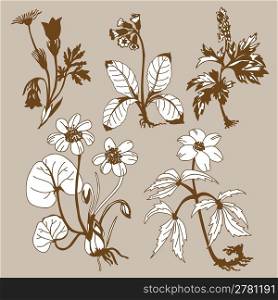 field flowerses on brown background, vector illustration