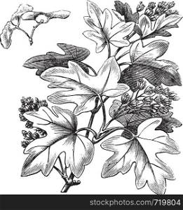 Field Maple or Hedge Maple or Acer campestre, vintage engraving. Old engraved illustration of a Field Maple showing flowers and winged seeds (upper left).