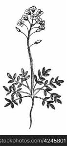 Field Pepperweed or Lepidium campestre, vintage engraved illustration. Dictionary of Words and Things - Larive and Fleury - 1895