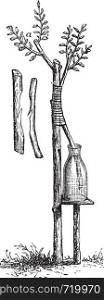 Fig. 5 Approach grafting or Inarching vintage engraving. Old engraved illustration of approach grafting.