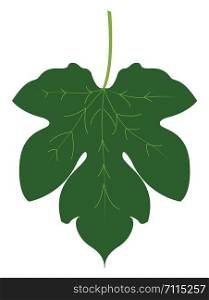 Fig leaf, illustration, vector on white background.