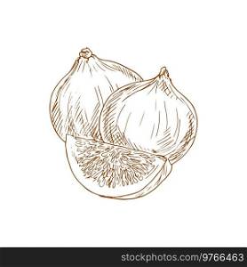 Figs whole and cut isolated sketch. Vector monochrome exotic common fig fruit. Common fig fruit isolated monochrome sketch