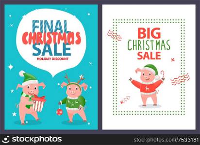 Final Christmas sale leaflet funny cartoon piglets. Vector smiling pigs with New year ball decoration element, gift boxes with present and candy stick. Final Christmas Sale Leaflet Funny Cartoon Piglets