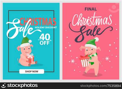 Final Christmas sale pigs and piglets in winter hats with gift boxes in frames on blue and pink, vector. 40 percent off, holiday discounts posters, shop now. Final Christmas Sale Pigs and Piglets, Winter Hats