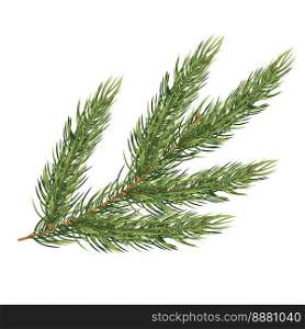 Fir Branch Isolated on White Background. Christmas Tree. Vector Illustration.