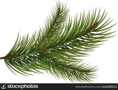 Fir branch over white background