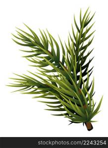 Fir branch. Pine tree needle. Winter symbol isolated on white background. Fir branch. Pine tree needle. Winter symbol