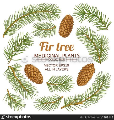 fir tree branches elements vector set on white background. fir tree elements vector set on white background