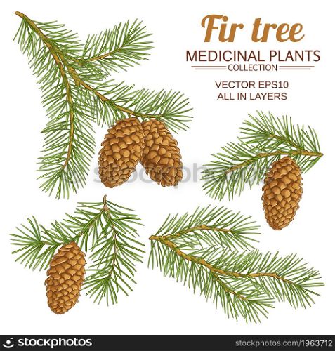 fir tree branches vector set on white background. fir tree vector set on white background