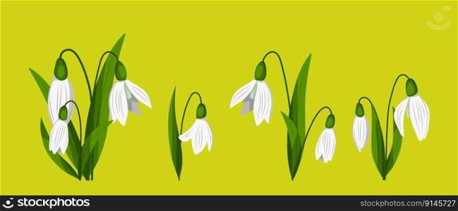 First spring flowers. Delicate flowers of snowdrops for your design. Vector illustration. First spring flowers. Delicate flowers of snowdrops for your design.