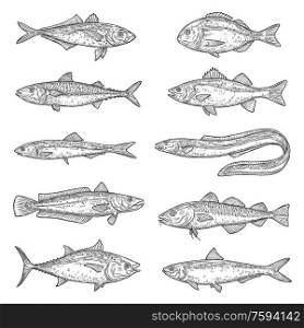 Fish animal sketches. Salmon, tuna and dorado, marine eel, mackerel and anchovy, hake, bass and pilchard, carp, trout and cod. Freshwater and ocean fishes, food and fishing sport vector items. Salmon, tuna, mackerel, carp, cod fish sketches