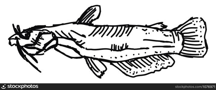 Fish drawing, illustration, vector on white background.