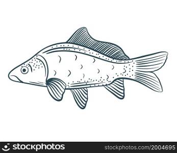 Fish hand sketch vector illustration. Isolated single fish, hand engraved, doodle. Sea or river animal, food.. Fish hand sketch vector illustration.