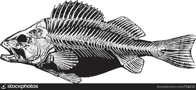 Fish skeleton, vintage engraved illustration. Natural History of Animals, 1880.