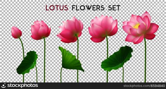 Five beautiful pink realistic lotus flowers set ornamental horizontal banner with lettering on transparent background vector illustration . Lotus Flowers Realistic Set