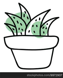 Five Cactuses in a pot, illustration, vector on white background.