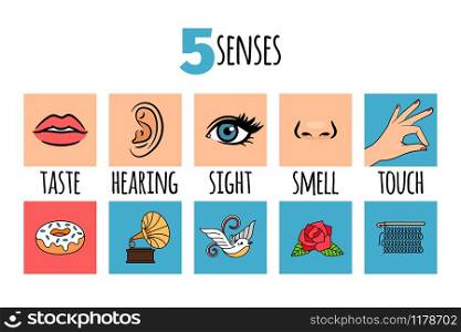 Five senses illustrations. Delicious donut and loud music, bright bird, fragrant rose and soft wool, vector illustration. Five senses illustrations