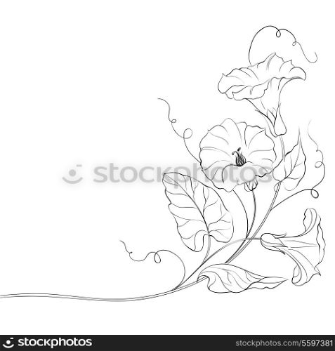 Fl;wers of bindweed. Isolated on white. Vector illustration.