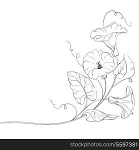 Fl;wers of bindweed. Isolated on white. Vector illustration.
