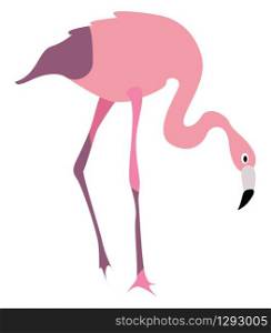 Flamingo bird, illustration, vector on white background.