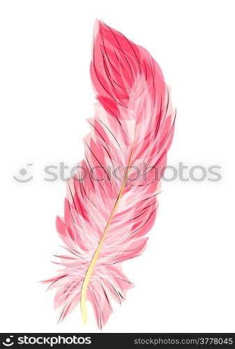 flamingo feather isolated on a white background