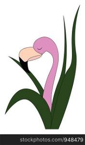 Flamingo hand drawn design, illustration, vector on white background.