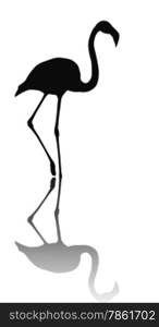Flamingo vector silhouette with reflection