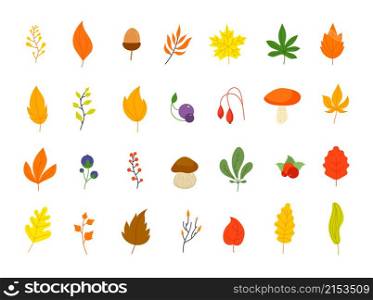 Flat autumn forest elements. Leaves berries icons, graphic leaf. Oak marple foliage. Acorn and rowan berry, thanksgiving fall vector set. Forest autumn botany, maple leaf and flora orange illustration. Flat autumn forest elements. Leaves berries icons, graphic leaf. Oak marple foliage. Acorn and rowan berry, thanksgiving fall utter vector set