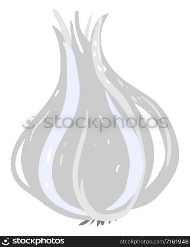 Flat garlic, illustration, vector on white background.