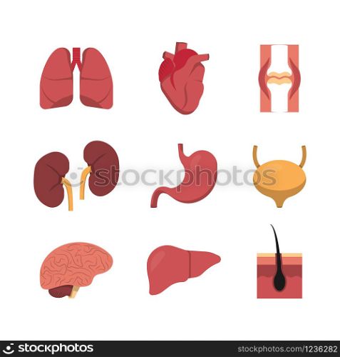 Flat icon for medical design. Human organs set, vector collection illustration. Flat icon for medical design. Human organs set, vector collection